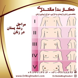 مراحل رشد پستان